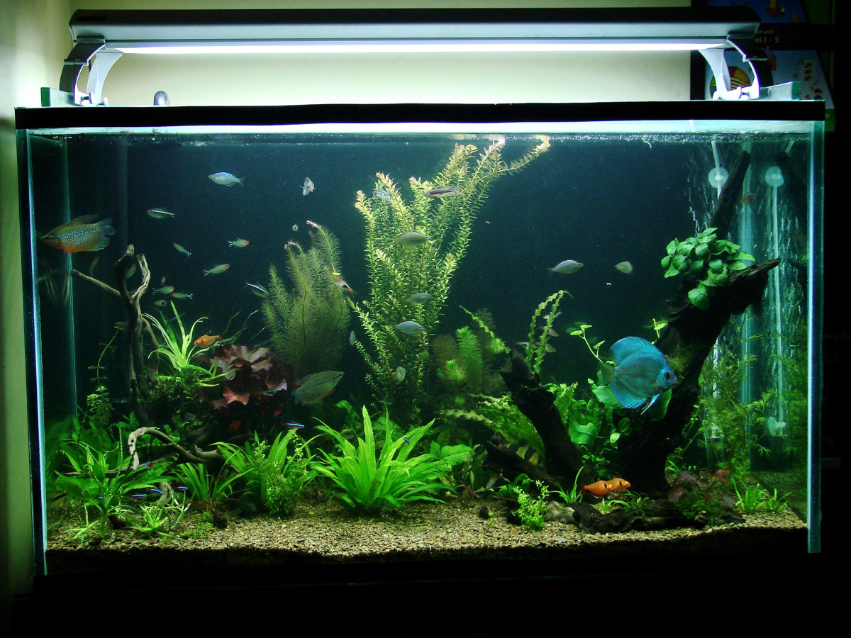 How to Choose Compatible Fish for Your Community Aquarium | PetHelpful