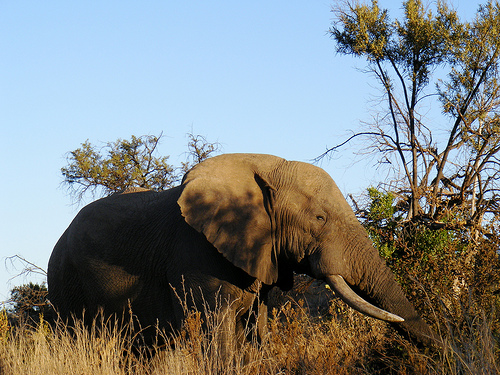 A Large African Elephant 
