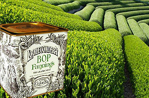One of the places where finest tea is produced in the world.