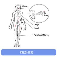 Dizziness affects several body systems