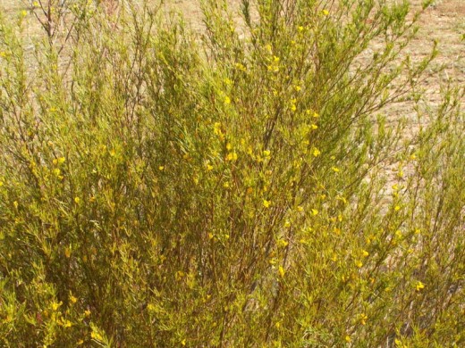 Rooibos plant or bush or shrub (same thing as a bush)