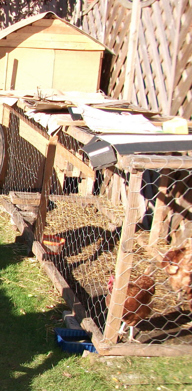 Our home made chicken run (courtesy of my father in law)