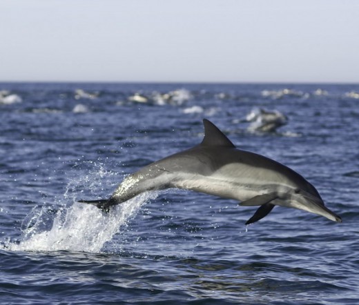 Are these dolphins also useless eaters to be poisoned along with the human useless eaters?