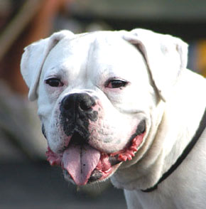 This white boxer dog looks great