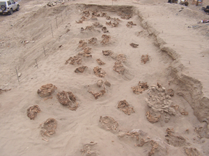 Skeletal remains at the site (photo by "Archaeology" magazine)