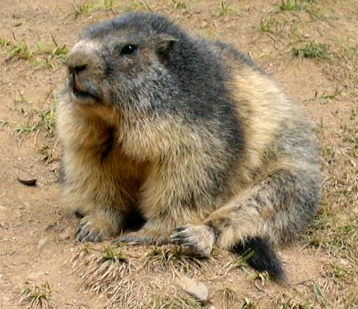 OK, so a marmot looks an awful lot like a groundhog...just sayin'.