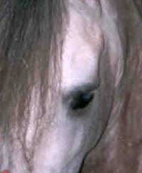 Equine vision is different from human vision.