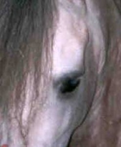 Equine Vision: How Horses See