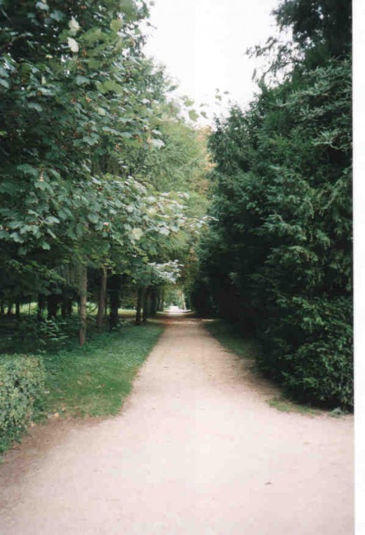 The long lined side tree entrance to the Chateau.