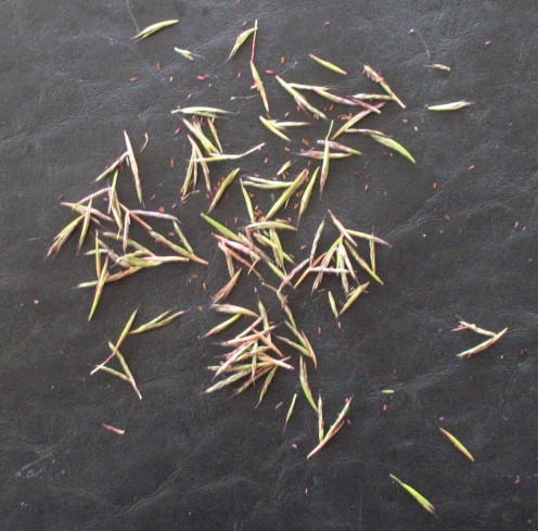 Lemongrass Seed