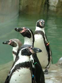 Penguins!!