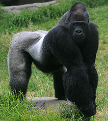 GORILLA