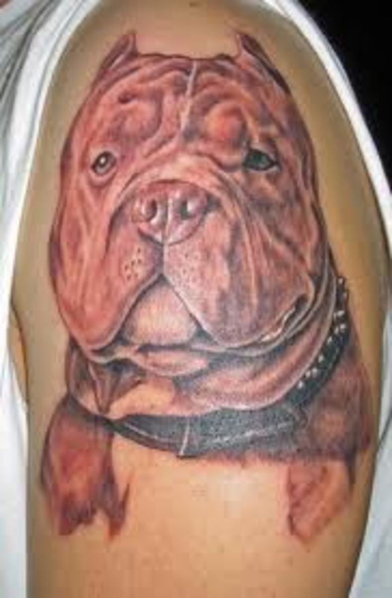Pit Bull Tattoos And Meanings; Pit Bull Tattoo Designs And Ideas; Pit