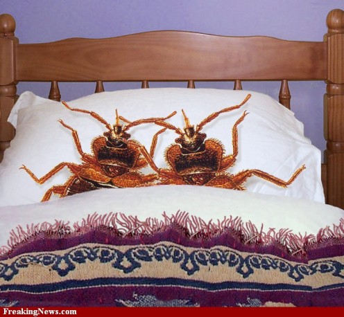 You may unknowingly bring bed bugs home from your travels. Unless you want to share your bed or house with them....know their ploy and stop the bug right there. 