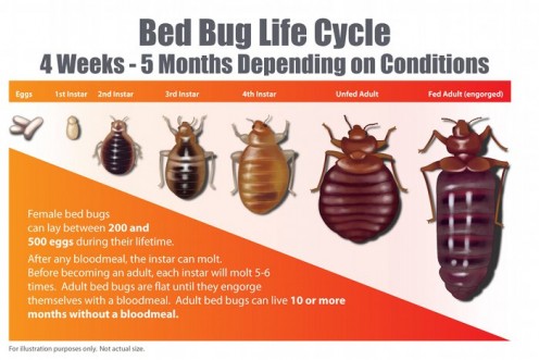 Bed Bugs: Don't Bring Them Home | Hubpages