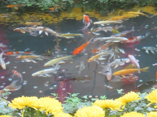 Beautiful "Koi" fish swimming in the Chinese New Year's exhibit at the Bellagio Hotel's Conservatory and Botanical Gardens.