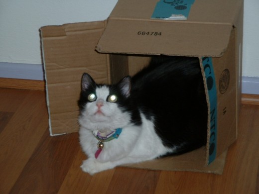 The Box Cat in it's natural habitat.