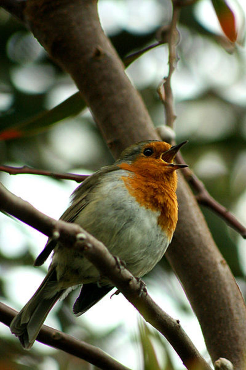 Beautiful and Poetic to us, but a matter of life and death for a Robin.