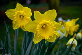 Daffodils are a sign you regard someone well. 