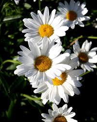 Daisies are the traditional flower of innocence.