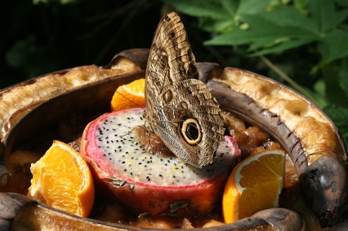 An Owl Butterfly on Dragon Fruit