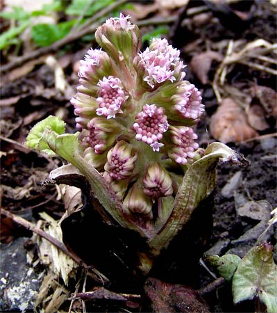There is clinical evidence that an extract from the butterbur root may be effective in the prevention of migraine headaches.