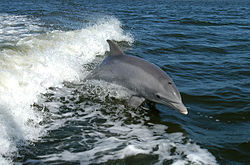 Dolphin likes to jump into the air.