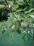 What To Make With Those Small Pears From Your New Bartlett Pear Tree? Why, Chutney, Of Course.