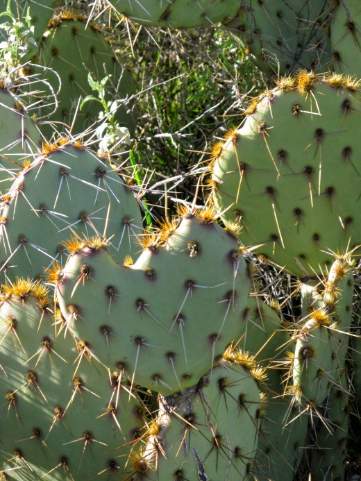 An unusually-shaped prickly pear cactus paddle.