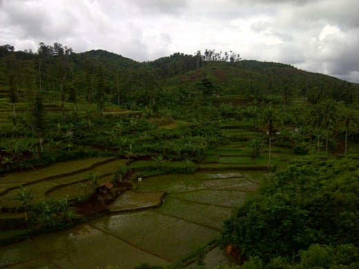 Beautiful terraced paddy fields at Cikidang,  Pelabuhan Ratu.