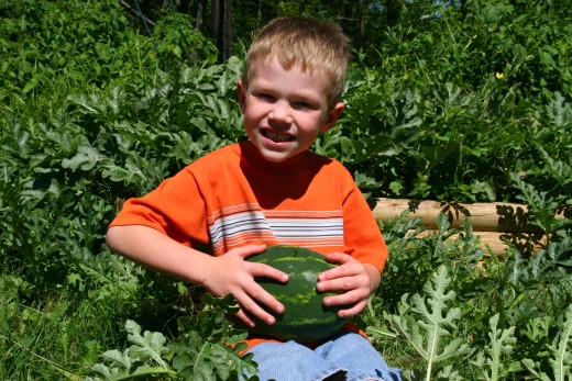 My five year old son with an immature Orange Tendersweet watermelon.