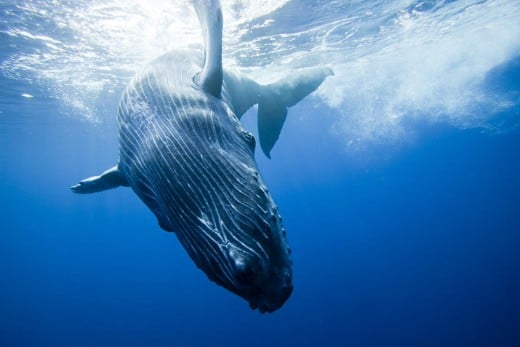 Humpback Whale