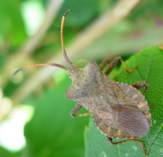 Squash Bug Invasion ~ How They Ravaged My Midwestern Garden | hubpages