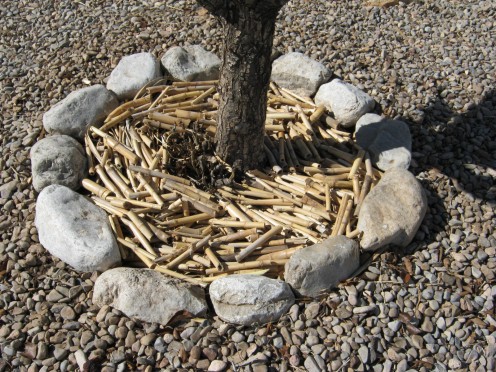 Bamboo mulch around a pear tree made from bamboo I cut from my yard.
