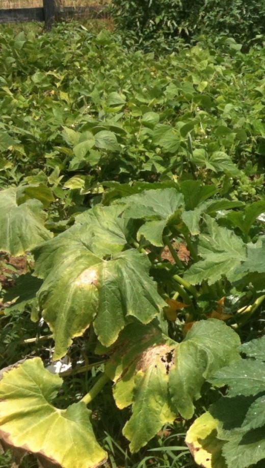Squash Bug Invasion ~ How They Ravaged My Midwestern Garden | hubpages