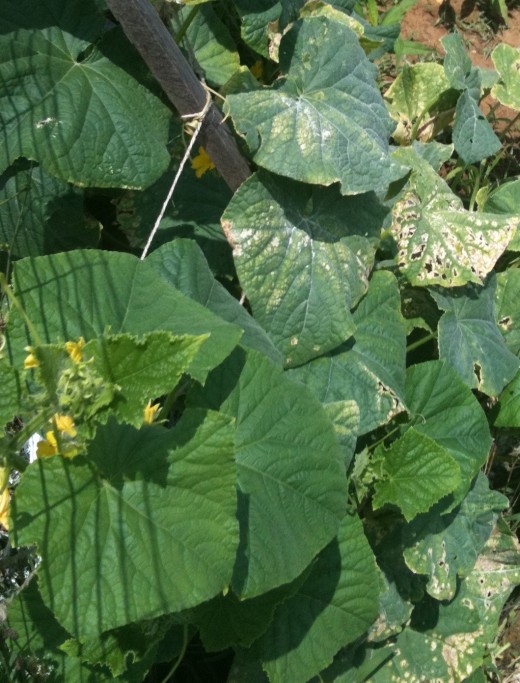 Squash Bug Invasion How They Ravaged My Midwestern Garden hubpages