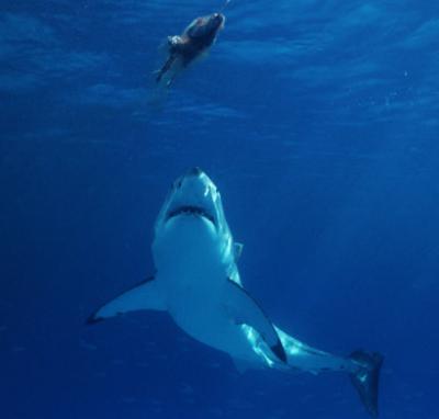 great white shark