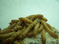 How to Breed and Raise Mealworms Successfully
