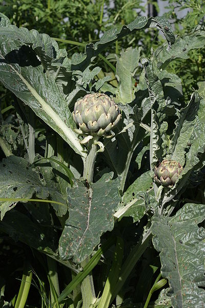 There is clinical evidence to support the usefulness of artichoke leaf extract for lowering total cholesterol.