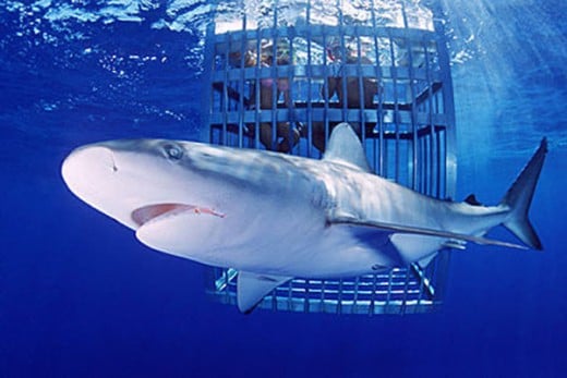 shark cage diving