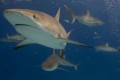 Cool Shark Facts
