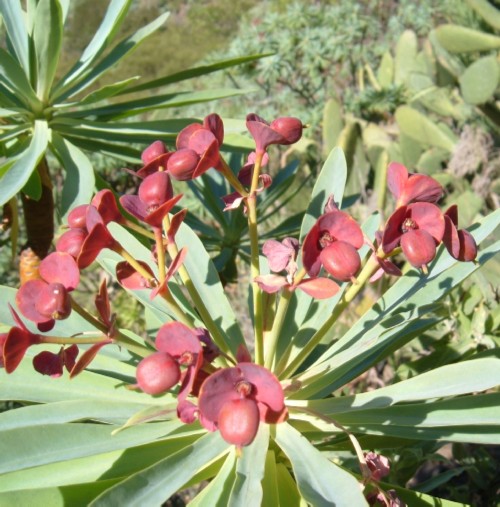 Euphorbia atropurpurea. Photo by Steve Andrews
