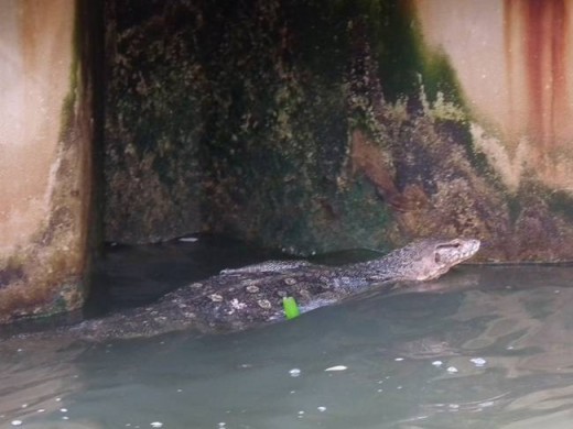 Water Monitor in the Melaka River!