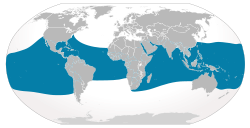 global range of whale sharks