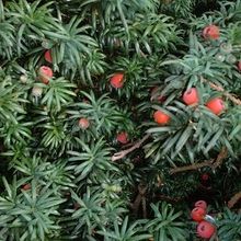 Taxanes (Docetaxel, Paclitaxel, Taxol) are derived from the Yew Tree
