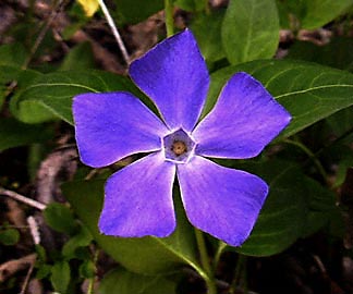 The humble periwinkle is the source of Vinca Alkaloids such as Vincristine