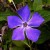 The humble periwinkle is the source of Vinca Alkaloids such as Vincristine