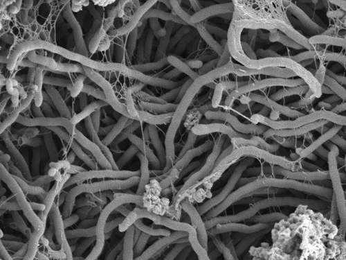 Streptomyces species give us Actinomycin and Bleomycin