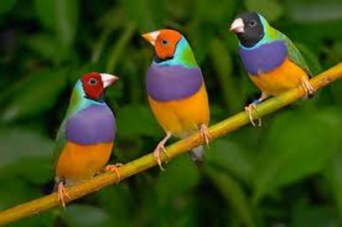 Rainbow of Colors: Colorful Birds
