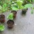 Almond trees for sale. Are you in Puerto Rico and want to buy one? Just contact me. Almond trees for sale. Are you in Puerto Rico and want to buy one? Just contact me.